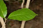 Cucumber tree